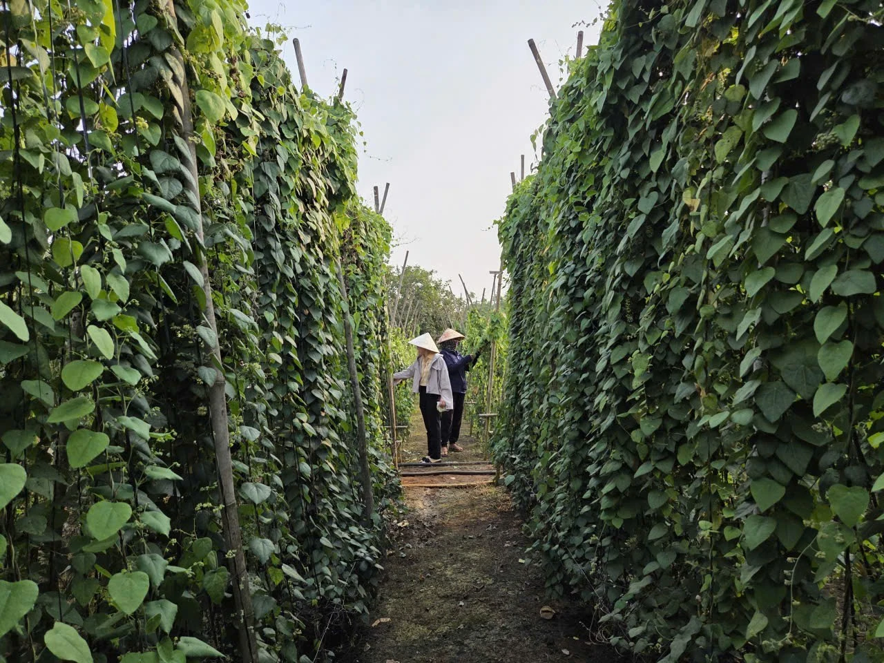 Vườn sương sâm